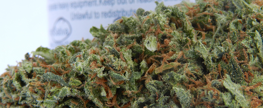 Orange Crush Medical