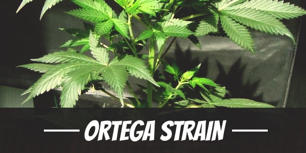 Ortega Strain