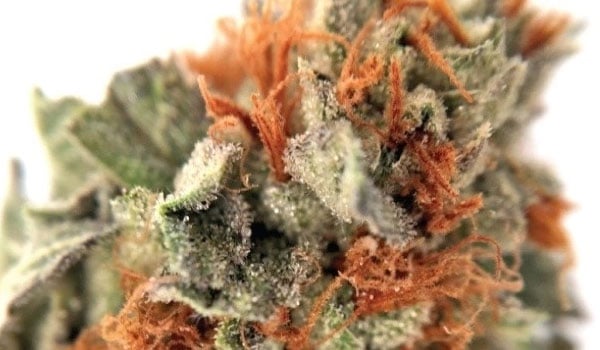 Oteils Egyptian Kush Strain Effects