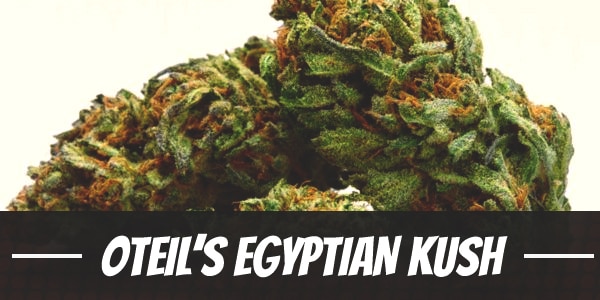 Oteil’s Egyptian Kush Strain