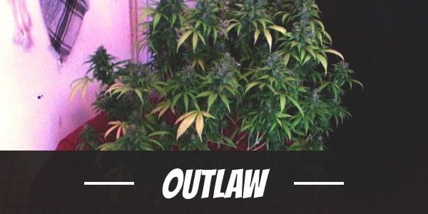 OutLaw