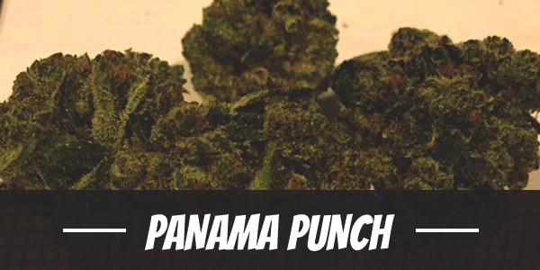 Panama Punch