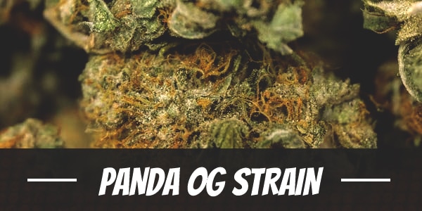 Panda OG Strain