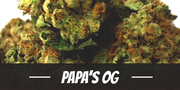 Papa’s OG