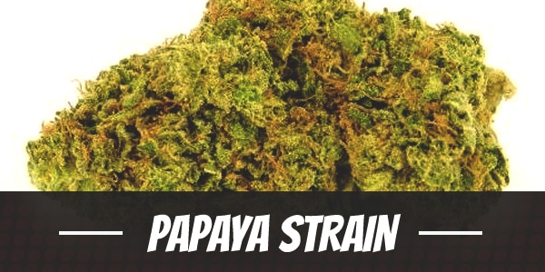 Papaya Strain