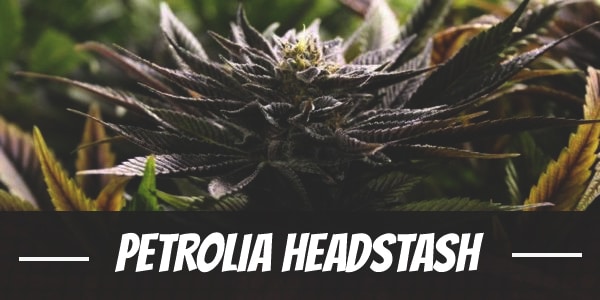 Petrolia Headstash