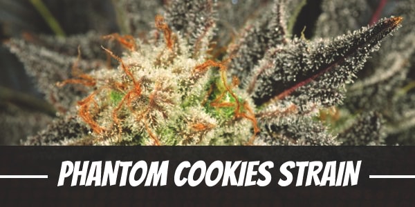 Phantom Cookies Strain