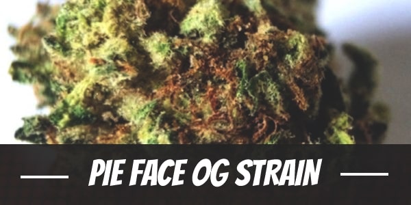 Pie Face OG Strain