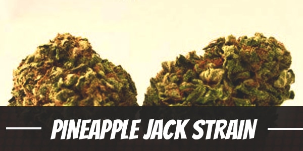 Pineapple Jack Strain