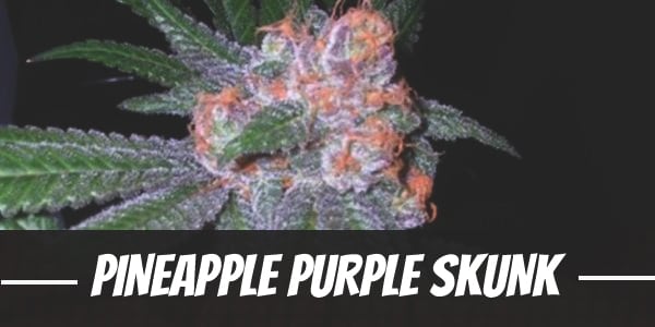 Pineapple Purple Skunk