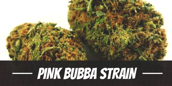 Pink Bubba Strain