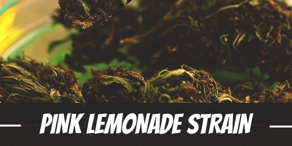 Pink Lemonade Strain