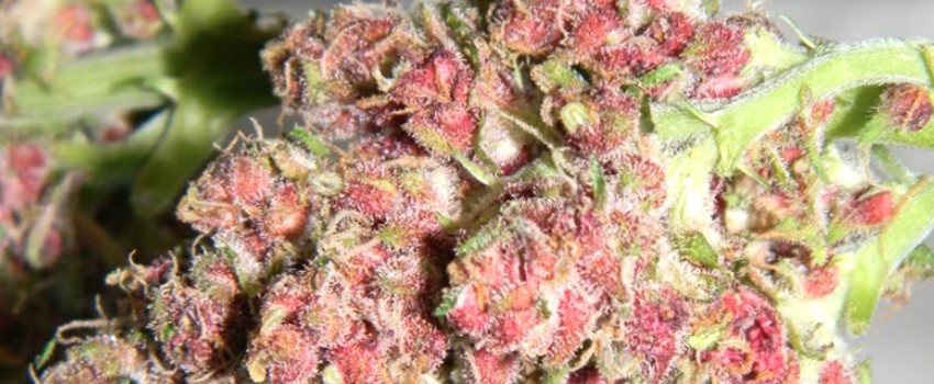 Pink Mango Medical