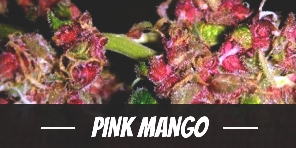 Pink Mango