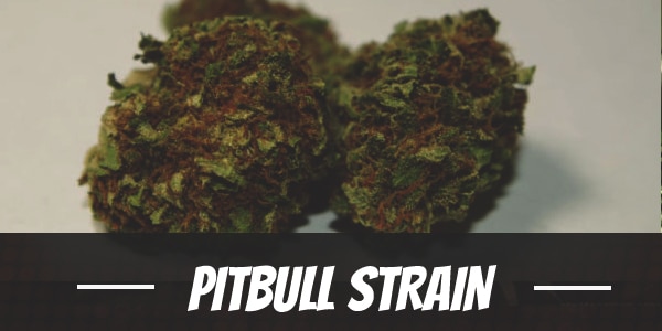 Pitbull Strain