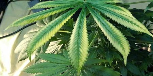 Plant symptoms of cannabis light burn