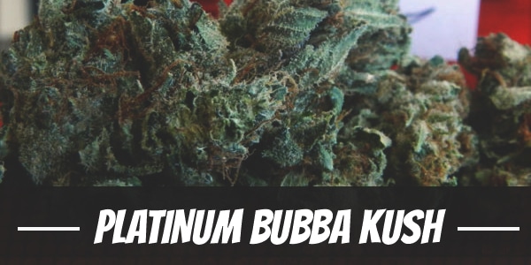 Platinum Bubba Kush