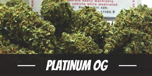 Platinum OG