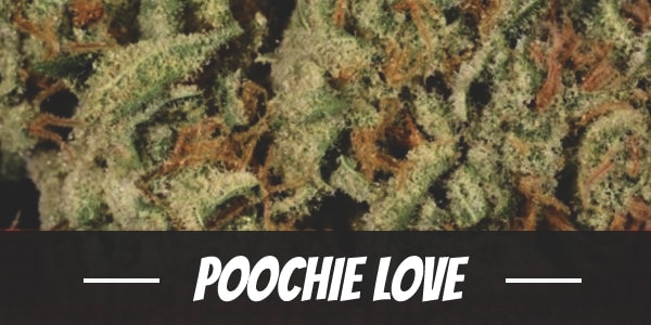 Poochie Love