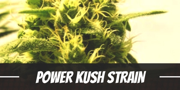 Power Kush Strain