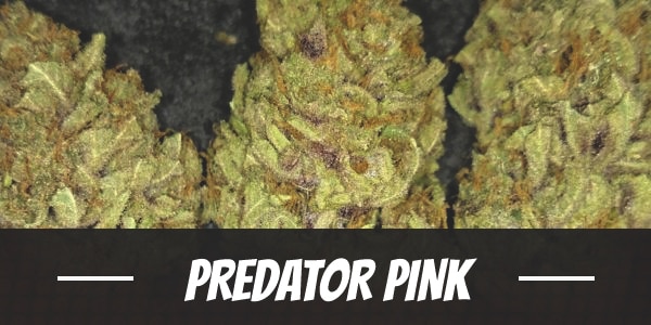 Predator Pink