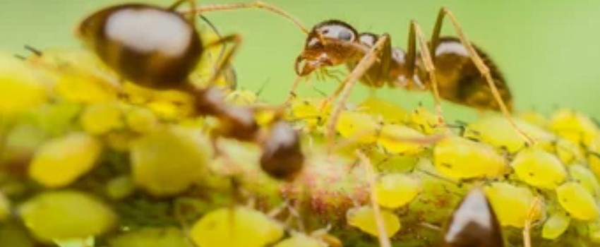 Presence of Aphids, Whiteflies, and Mealybugs