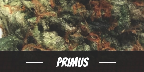 Primus