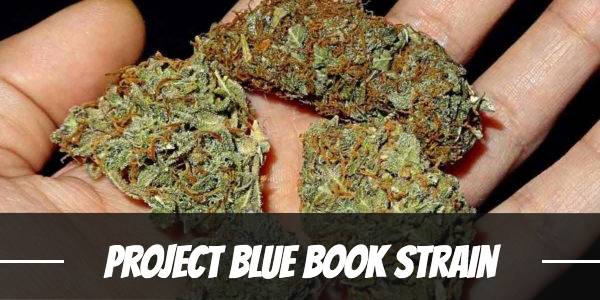 Project Blue Book Strain