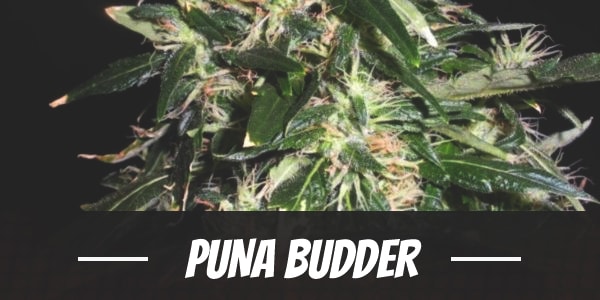 Puna Budder