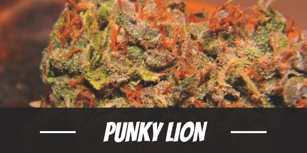 Punky Lion