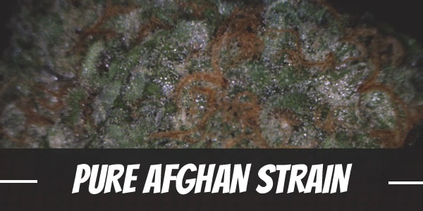 Pure Afghan Strain