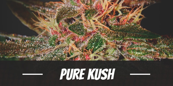 Pure Kush