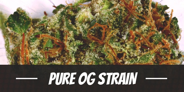 Pure OG Strain