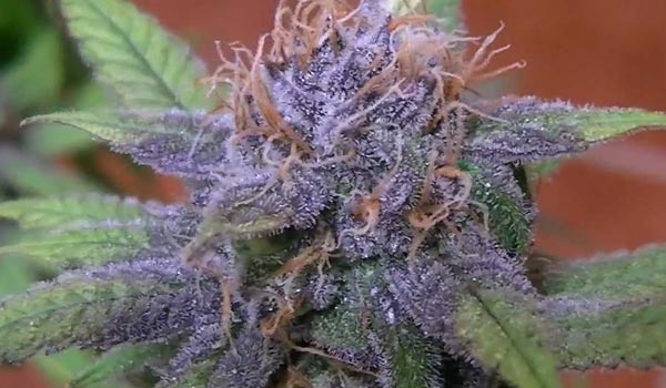 Purple Bud Strain Growing