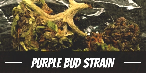 Purple Bud Strain