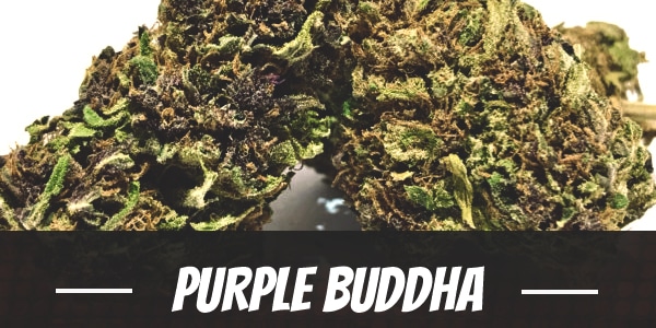 Purple Buddha