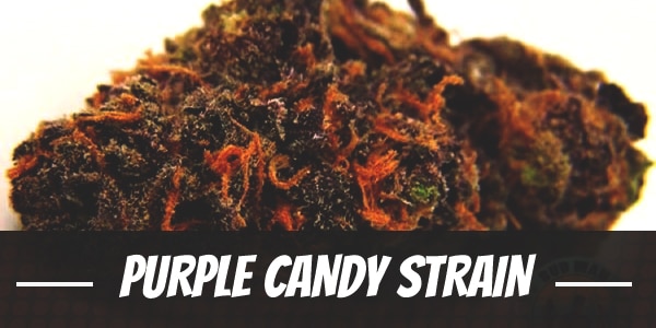 Purple Candy Strain