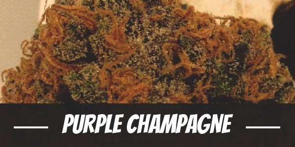 Purple Champagne