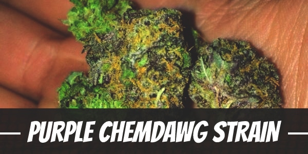 Purple Chemdawg Strain