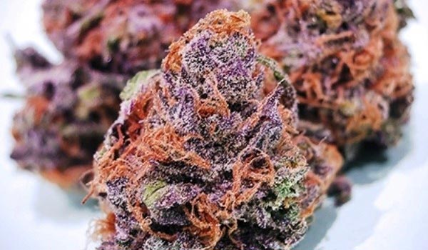 Purple-Cotton-Candy-Strain-Growing