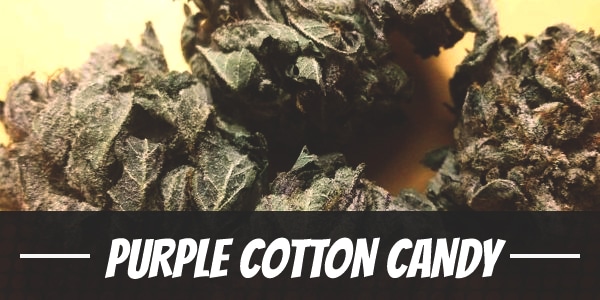 Purple Cotton Candy