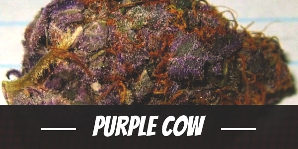 Purple Cow