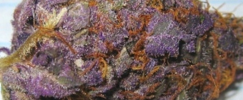 Purple Cow Medical