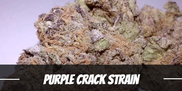 Purple Crack Strain