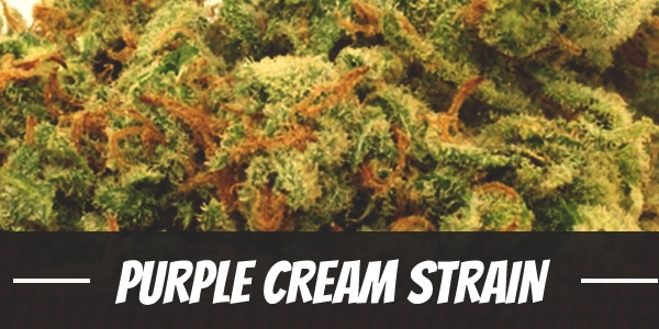 Purple Cream Strain