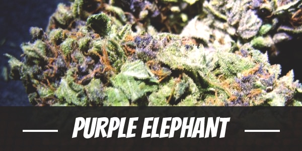 Purple Elephant