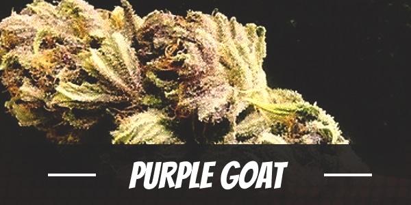 Purple Goat