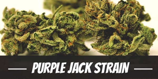 Purple Jack Strain