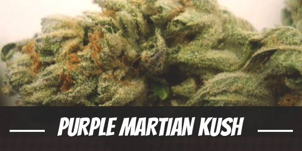 Purple Martian Kush