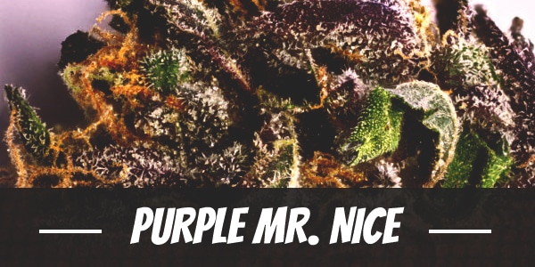 Purple Mr. Nice